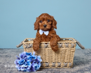 Romeo F1B Cavapoo